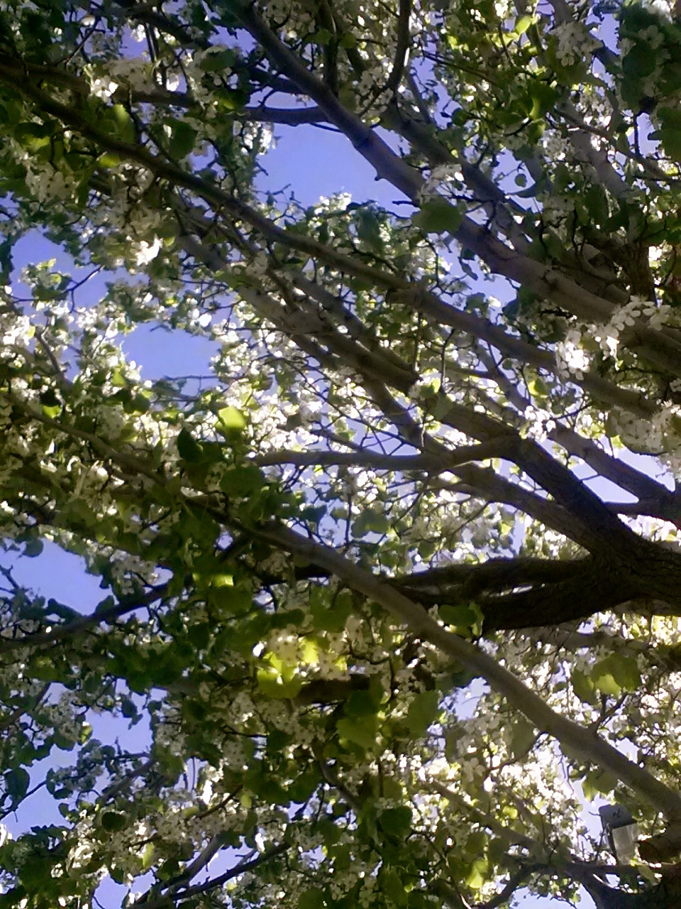 Pop of Buds, Blooms and Leaves